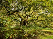Spojené království - Alletonský dub