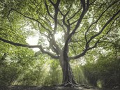 Nizozemsko - Čarodějný strom