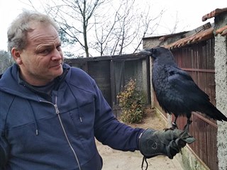 Krkavci patří k oblíbeným miláčkům, kteří nechybějí v každé druhé pohádce.