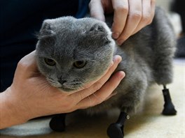 Veterinární lékař Sergej Gorškov se rozhodl kočce končetiny amputovat a...