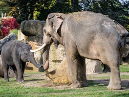 Rudi, nejmladší člen pražské sloní rodiny, se svým otcem Ankhorem v říjnu 2019.
