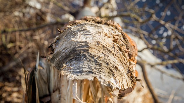 Pokácené stromy používají bobři na stavbu mnohdy rozsáhlých dřevěných hrází.