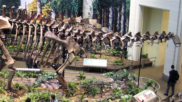 Boční pohled na kostru druhu Apatosaurus louisae, konkrétně exemplář CM 3018 (s replikou lebky jiného exempláře – CM 11162). Tato kostra představuje největšího známého suchozemského živočicha, u něhož máme k dispozici prakticky kompletní skelet. Hmotnost jeho původce, žijícího v období svrchní jury, činila podle Paula kolem 18 tun.