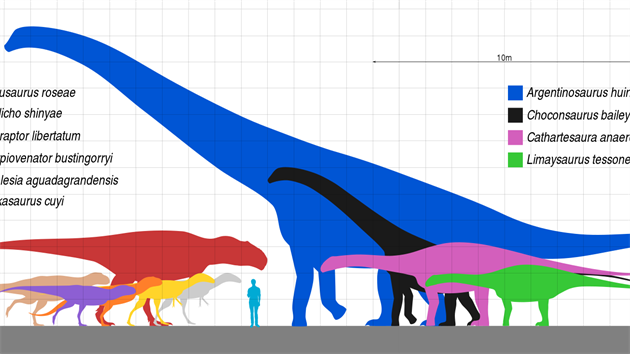 Velikostní porovnání dinosauří megafauny ze souvrství Huincul. Argentinosaurus huinculensis je zdaleka největším dinosaurem nejen v rámci ekosystémů tohoto souvrství, ale prozatím také největším známým suchozemským živočichem všech dob. Nejpřesnější údaj o hmotnosti tohoto obra je podle Paula 65 až 75 tun.