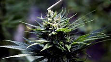 ilustra�ní snímek