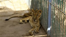 V chartúmské zoo u týdny hladovjí lvi. (19. ledna 2020)