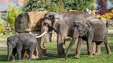 Sloní same�ek Rudi, jeho otec Ankhor a op�t b�ezí matka Tamara v �íjnu 2019.