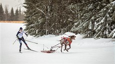 V polovin� února jirkovská musherka Martina �t�pánková odjí�dí do �védska, kde...