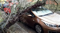 Spadlý strom v Karlových Varech. (28.1.2020)