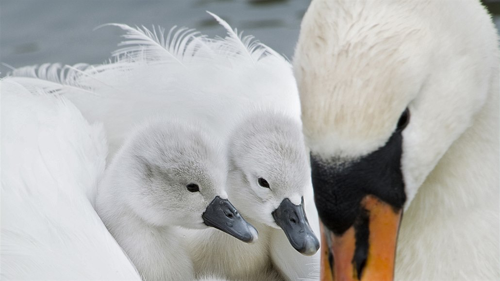 Mláďata labutí mají šedé prachové peří a postupně vybělují.