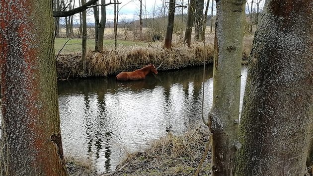 Hasiči dostali na břeh koně, který spadl do řeky blízko Dobřan. (31. 1. 2020)