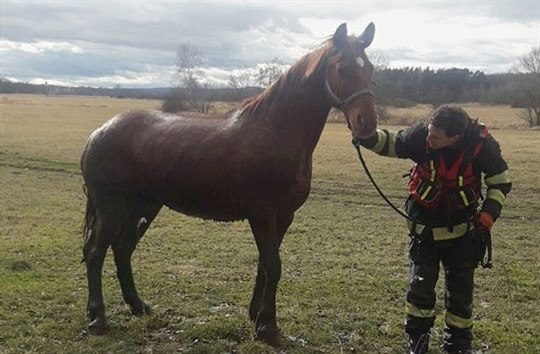 Hasiči dostali na břeh koně, který spadl do řeky blízko Dobřan. (31. 1. 2020)