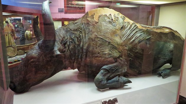 Perfektn zachovan bizon mumie nazvan Blue Babe je v expozici aljaskho muzea. V roce 1984 si ze zamrzlho tla paleontolog odkrojl na gul.