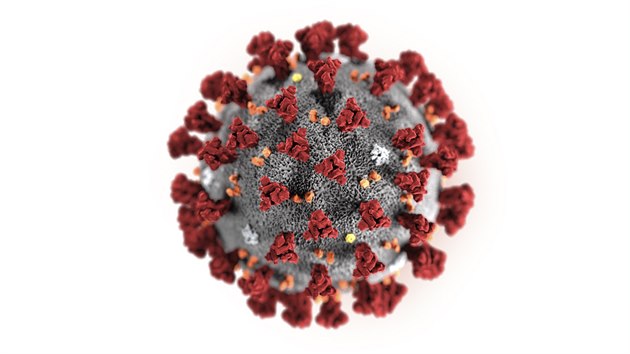 Ilustrace koronaviru 2019-nCoV od americkho Centra pro kontrolu a prevenci nemoc