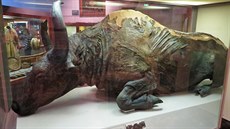 Perfektn zachovaná bizoní mumie nazývaná Blue Babe je v expozici aljaského...