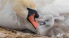 Ačkoliv nejde o původní druh, labuť velká u nás úspěšně hnízdí a vyvádí mláďata.
