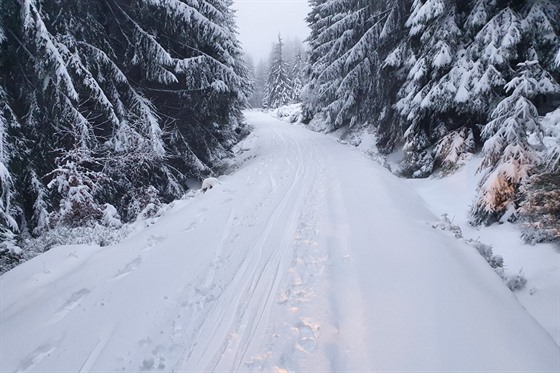 Aktuálně je v Jizerských horách dostatek sněhu, aby se závody mohly odjet v...