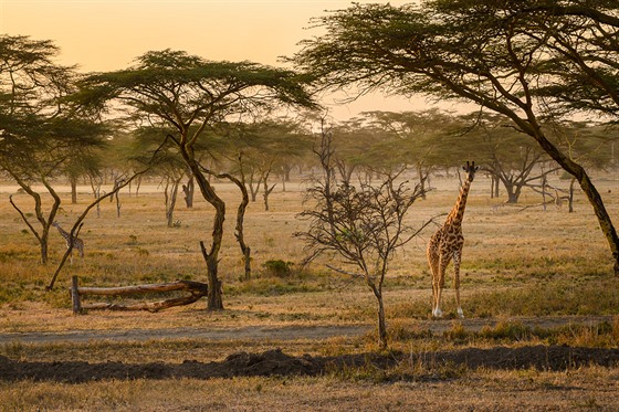 Divoká příroda v Keni, kterou zachytil Matouš Vinš při svém putování zemí na...