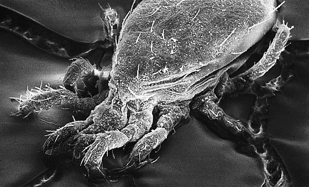 Místo chemie nasaďte predátora. Zatočí s roztoči hubícími stromy i keře