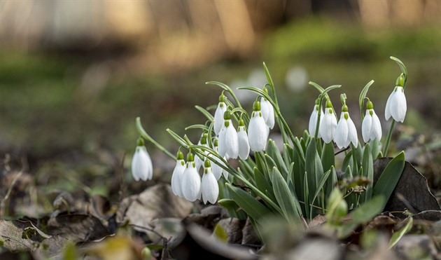 O víkendu přijde mírné ochlazení a sprchne, jarní teploty ale potrvají dál