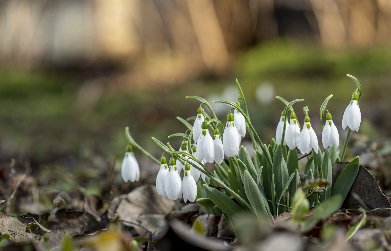 O víkendu přijde mírné ochlazení a sprchne, jarní teploty ale potrvají dál