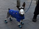 Pes v improvizované rouce na ulici v ínském Pekingu (4. února 2020)