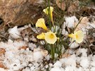 Velmi raný narcisek Narcissus romieuxii pvodem z Maroka kvetoucí na skalce...