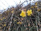 Jasmín nahokvtý (Jasminum nudiflorum), poléhavý ke, letos kvetl v...