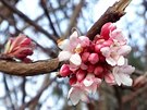 Kalina vonná (Viburnum farrerii), jeden z nejasnji kvetoucích strom, u nich...