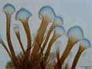 Ophiostoma floccosum je asociovaná s krovci na devinách.