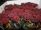 Růže Black baccara, Arend roses, Holandsko