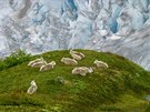 Horské kozy ped impozantním ledovcem Exit Glacier.