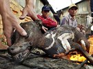 Zlodji ps z kambodského Phnompenhu dodávají odchycené psy ezníkovi, který...