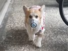 Kuriozita: Pes nosí respirátor kvůli ochraně před nákazou