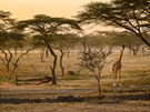 Divoká příroda v Keni, kterou zachytil Matouš Vinš při svém putování zemí na...