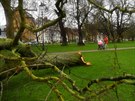 Orkán Sabine, který Britové pojmenovali Ciara, v Londýn lámal stromy. (9....