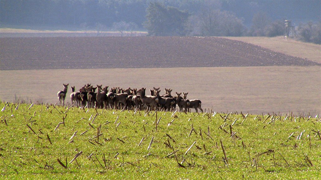 Přemnožení jeleni sika u Líšťan na Plzeňsku