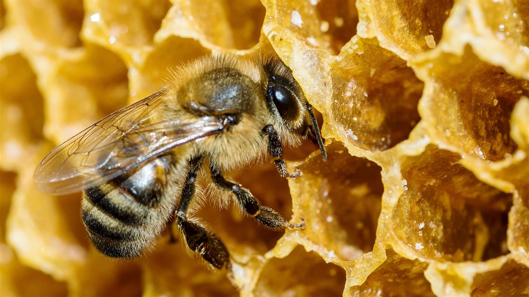 Med, propolis i mateří kašička jsou léčivými včelími produkty, které si umí...