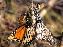 BARVY. Monarcha sthovavý je denní motýl z eledi babokovitých. Je známý svou...