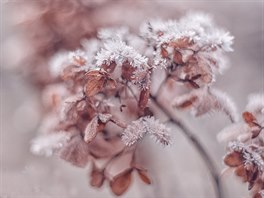 Radost mohou v zimě udělat i loňské suché květy hortenzií. Jako tyto v ledovém...