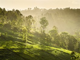 Čajové plantáže v Keni