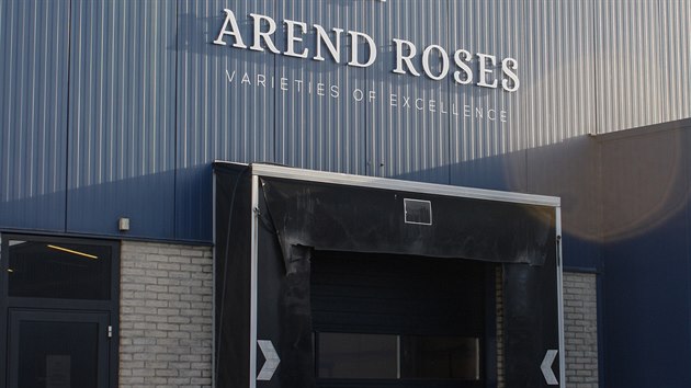 Arend roses, Holandsko