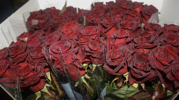 Re Black baccara, Arend roses, Holandsko