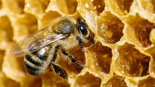 Med, propolis i mateří kašička jsou léčivými včelími produkty, které si umí poradit s řadou zdravotních problémů člověka.