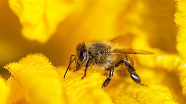 Med má jedinečnou schopnost likvidovat bakterie, viry i plísně, což lze využít jak při zánětech dýchacích cest, tak při zánětech v trávicím ústrojí nebo při hojení ran.