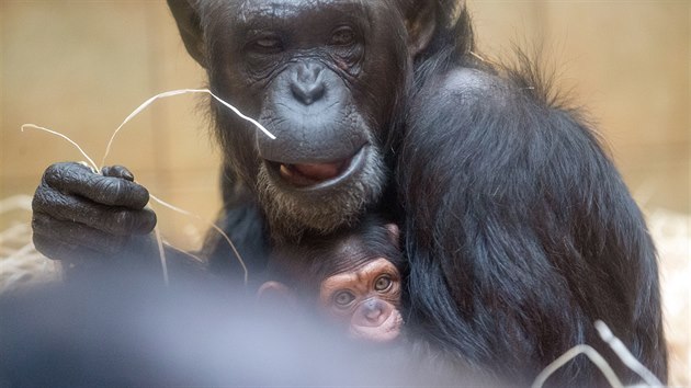 Plzesk zoo pedstavila veejnosti prvn leton prstek. Je jm vzcn mld impanze uenlivho. Samika dostala jmno Caila. (7. 2. 2020)