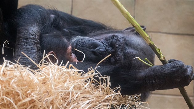 Plzesk zoo pedstavila veejnosti prvn leton prstek. Je jm vzcn mld impanze uenlivho. Samika dostala jmno Caila. (7. 2. 2020)