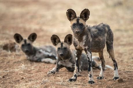 Psi hyenovití. Ilustraní foto.