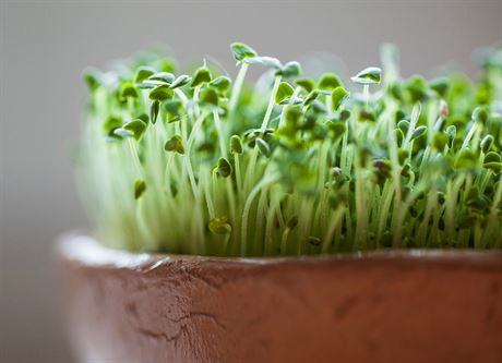 Do misek na okno hust vysejte semínka rzných druh zeleniny. Vae pokrmy...
