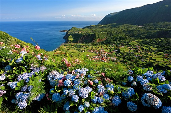 Erbovní květinou Azor je krásná modrá hortenzie.
